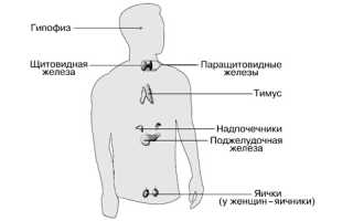 Основные заболевания эндокринной системы