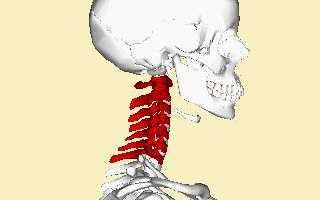 Эфективные методы лечения остеохондроза шейного отдела