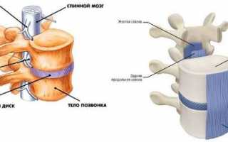 Структура связок позвоночного столба