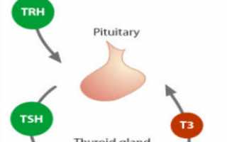 Основные функции щитовидной железы