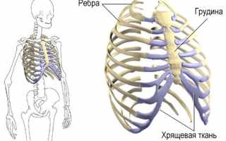 Анатомия грудной клетки человека