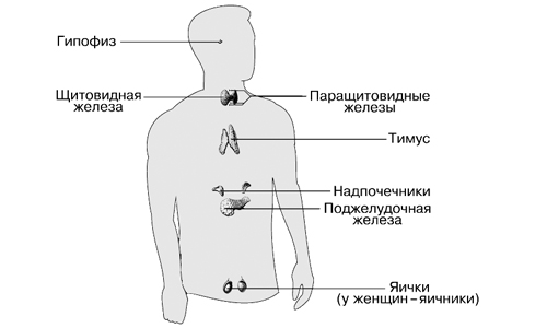 Эндокринная система человека