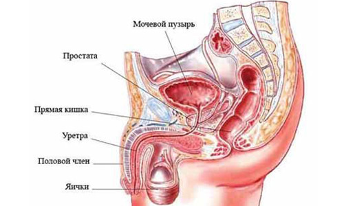 Расположение простаты и мочевого пузыря