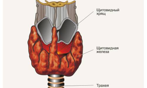 Строение щитовидной железы