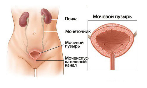 Строение мочевого пузыря