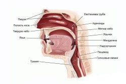 Расположение аденоидов