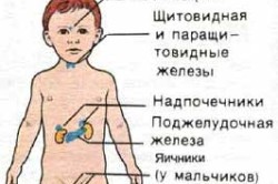 Схема эндокринной системы ребенка