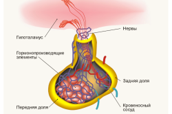 Схема гипофиза