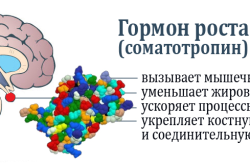 Основные функции соматотропина в организме человека