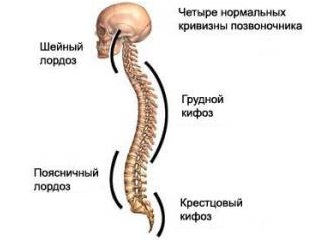 Природные изгибы позвоночника