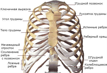 Строение грудной клетки