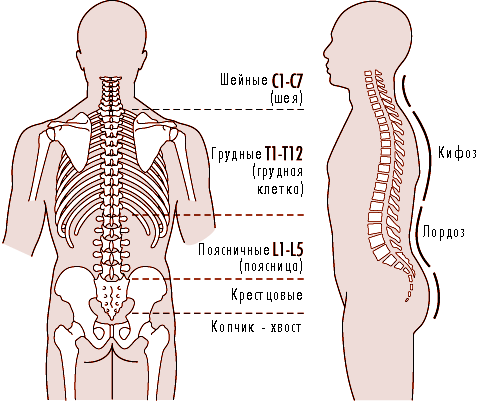 Отделы и изгибы позвоночника