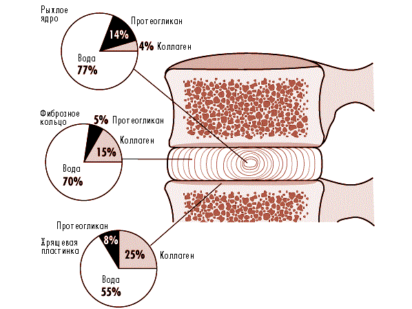 Строение межпозвонкового диска