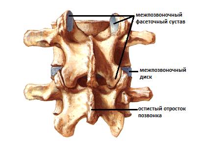 Фасеточные суставы 