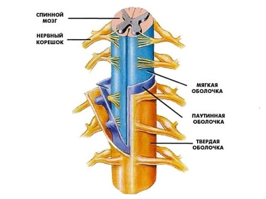 Спинной мозг - строение