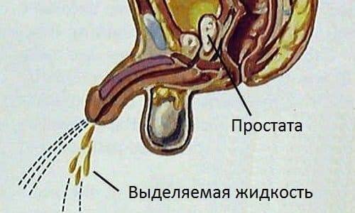 Секрет простаты является составной частью спермы. Эта жидкость поддерживает двигательную активность сперматозоидов