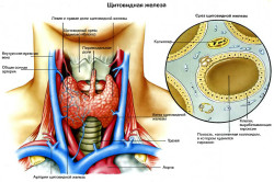 Схема щитовидной железы