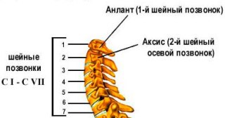 Строение шейного отдела 