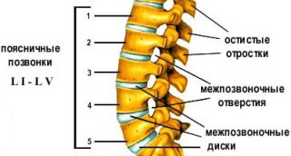 Поясничный отдел позвоночника