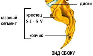 Крестцовый отдел позвоночника