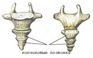 Копчиковый отдел позвоночника