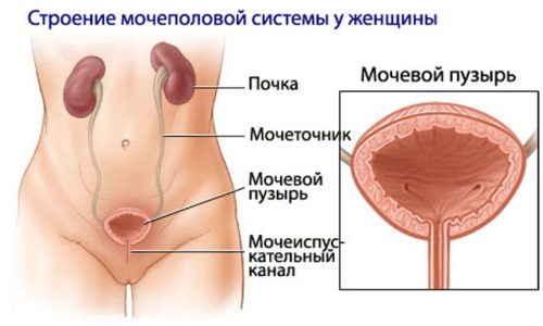 Мочеполовая система женщины