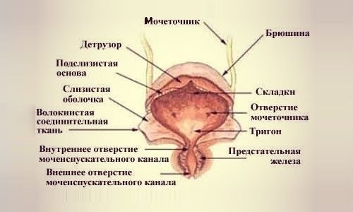 Строение мочевого пузыря