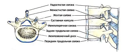 Все связки позвоночника