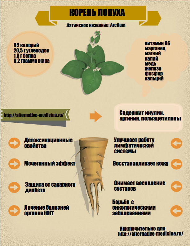 Как и для чего применять корень лопуха: народные рецепты